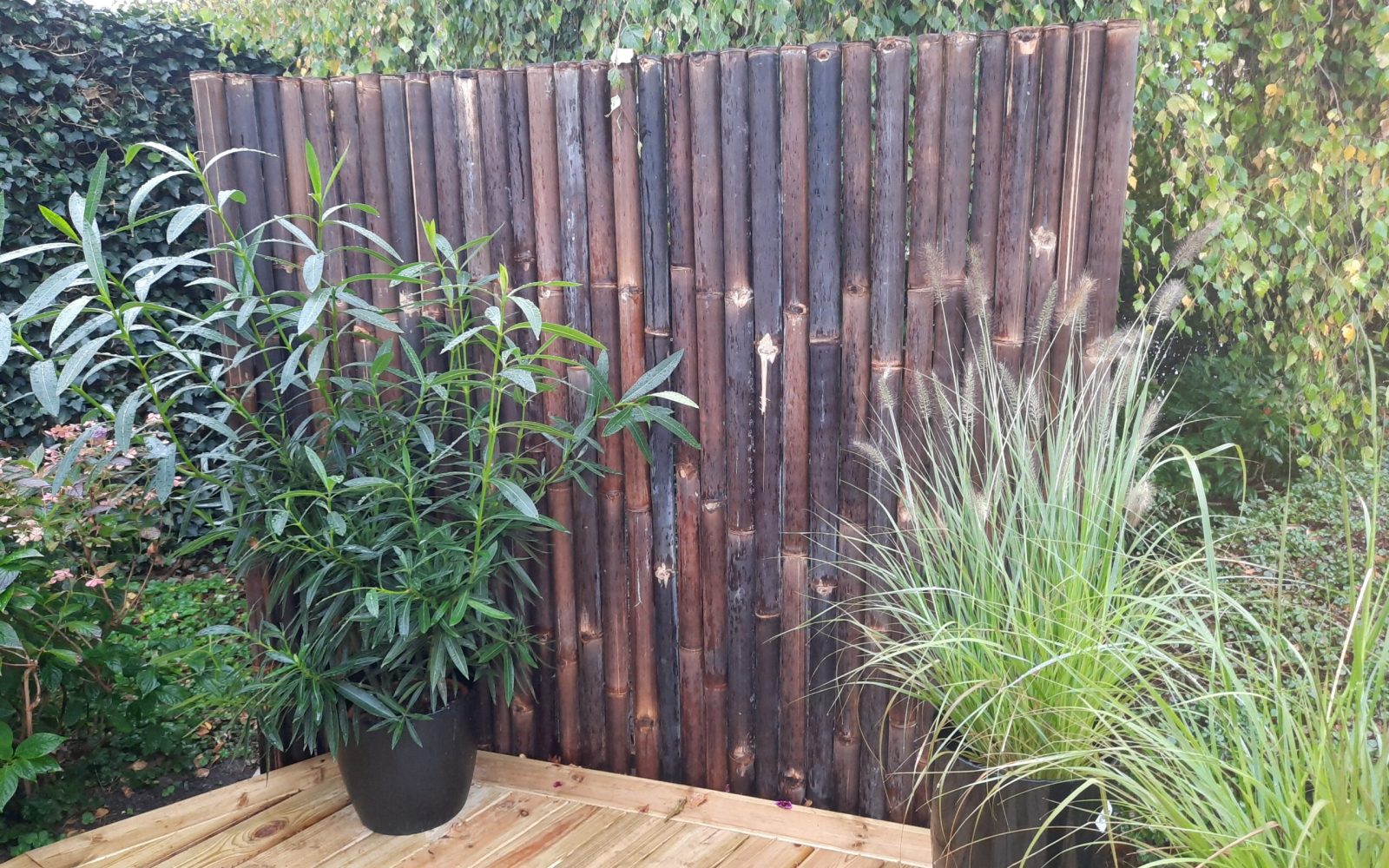 Gigant hegn 20201021_150041