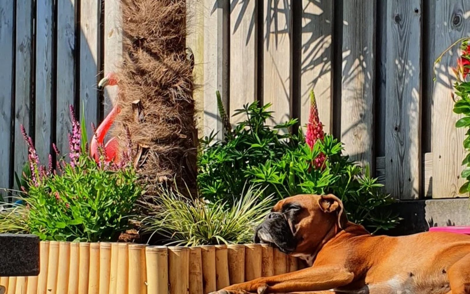 Bambus Havehegn Lys bambus Livsstilsbillede 2