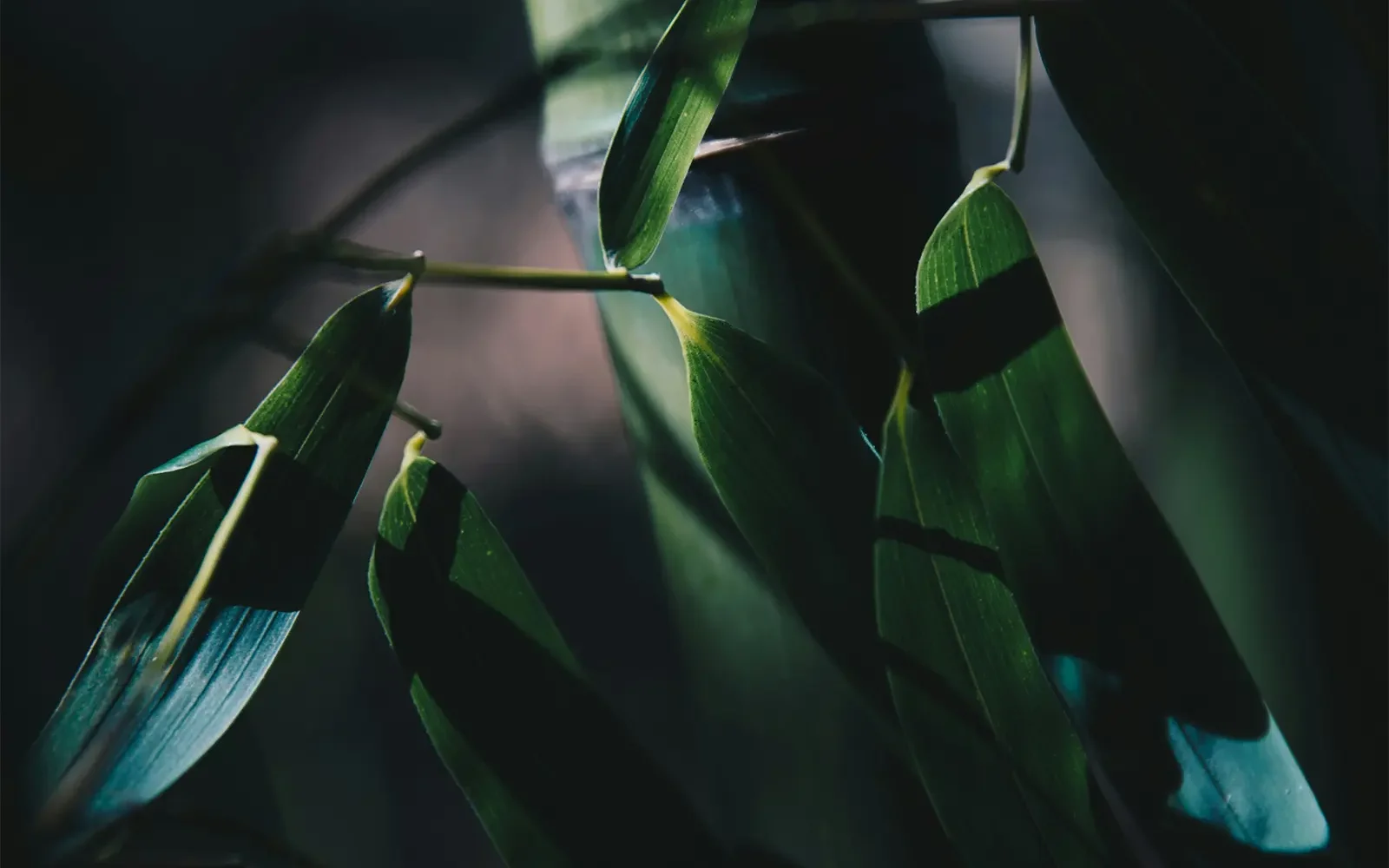 Bambus på mørk baggrund