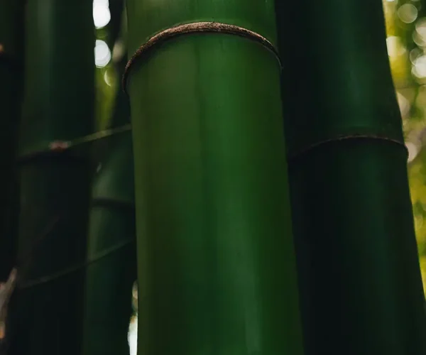 Bambus planter