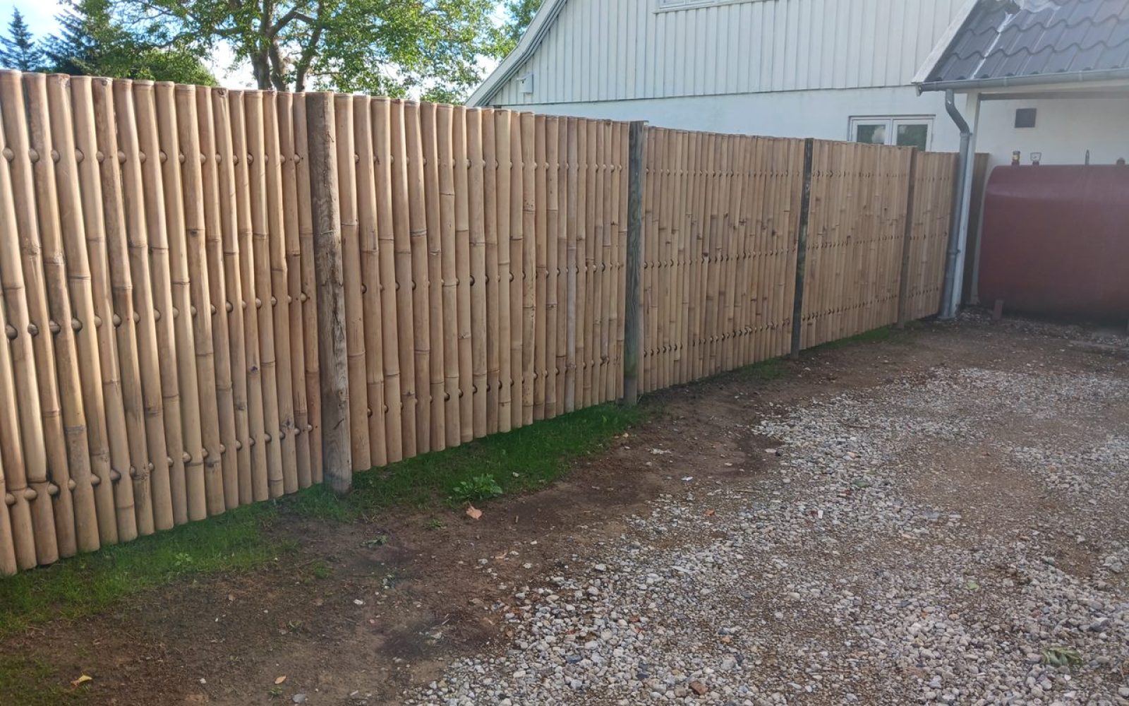 Bambusdanmark - Giganthegn lys opsat