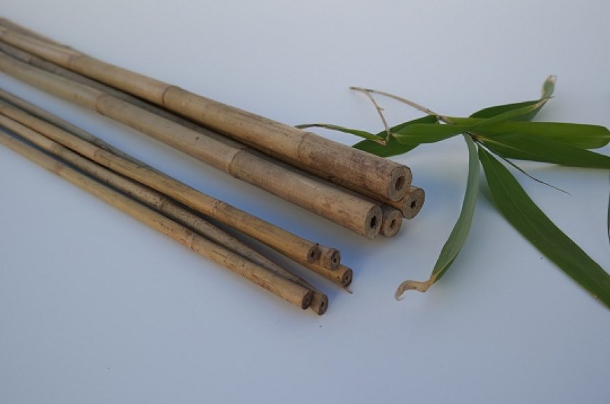 Bambusstokke_natur_1_540