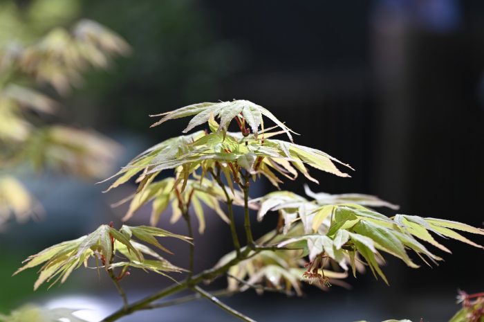 Boligogliv-træer-1200_31