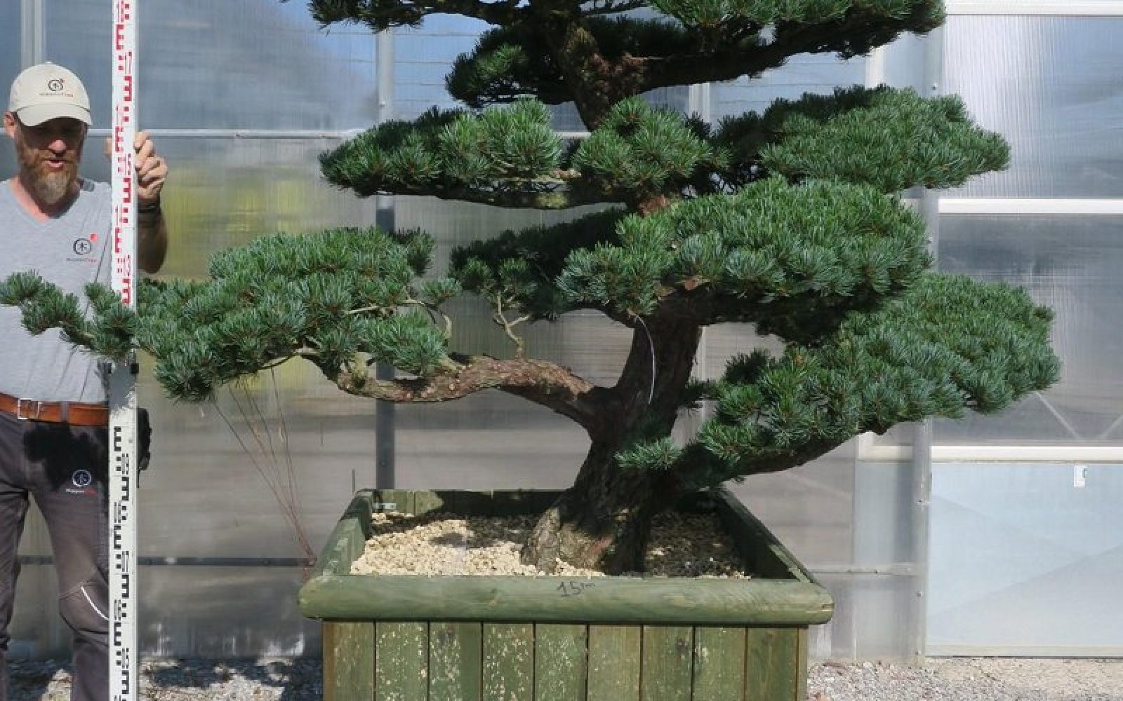 Boligogliv_træer_1 (1)