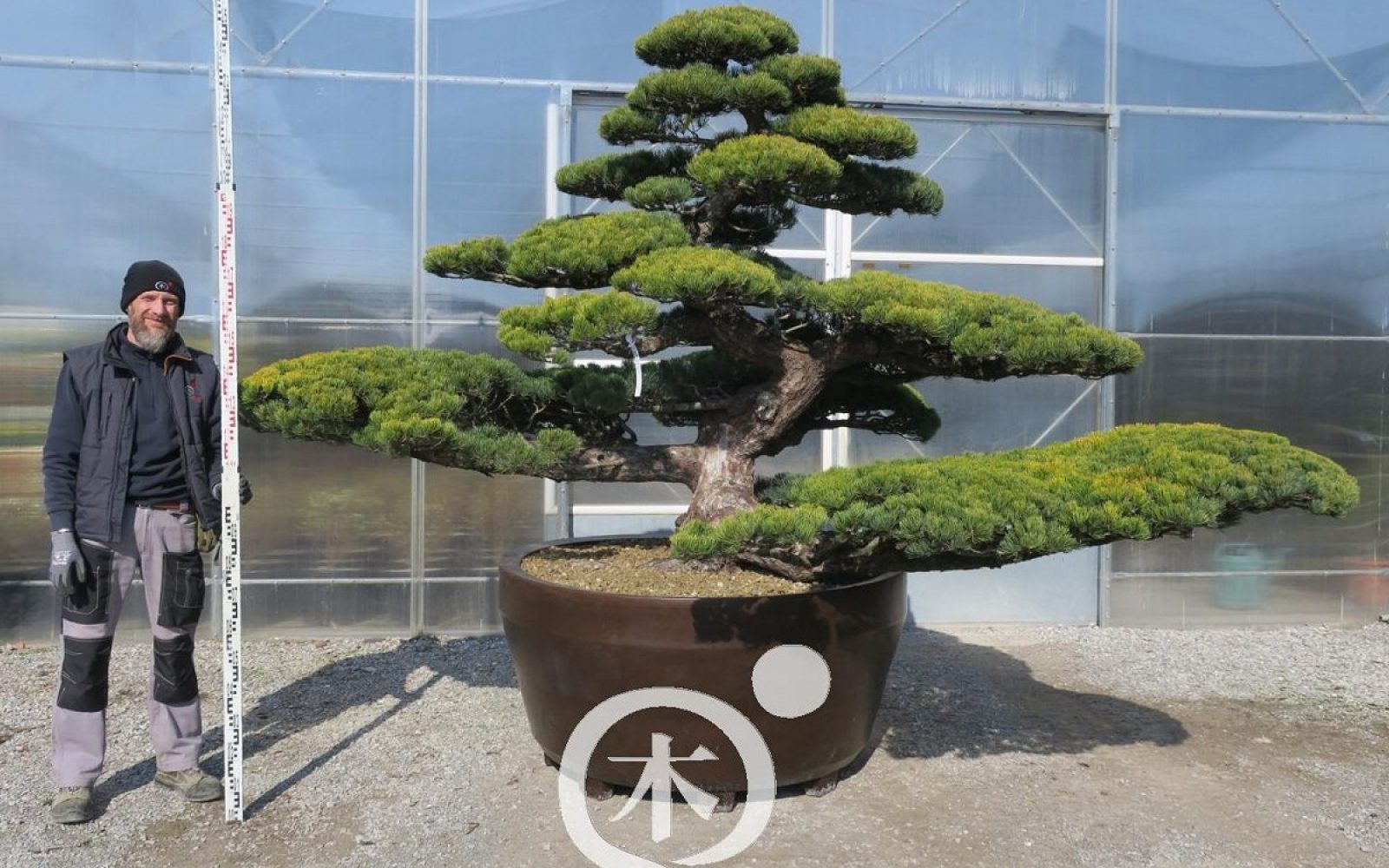 Boligogliv_træer_1 (3)